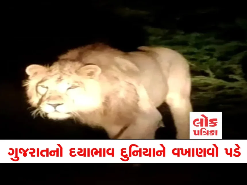 lion