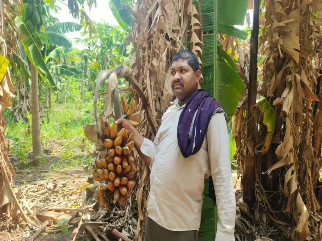 red banana