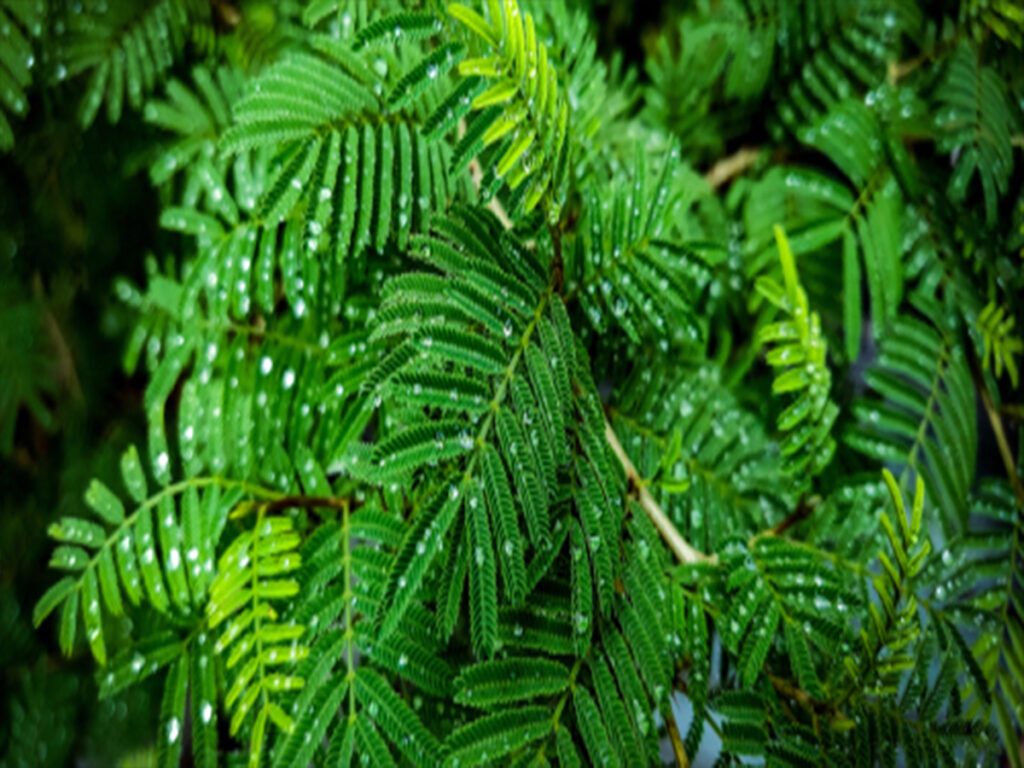 Shami plant