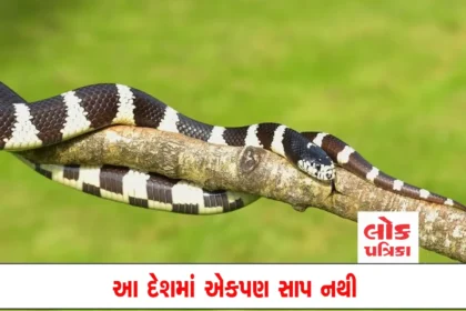 snakes