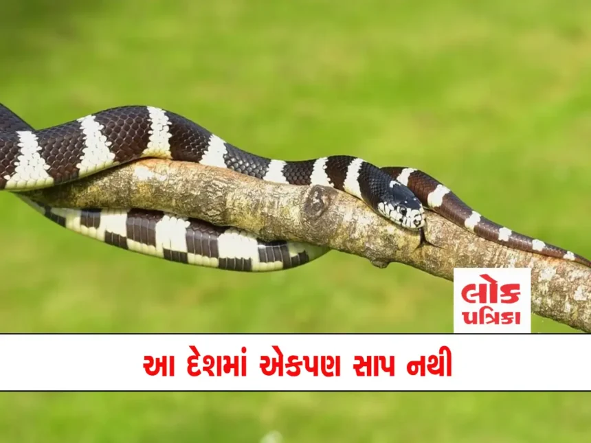 snakes