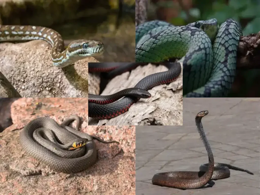 snakes