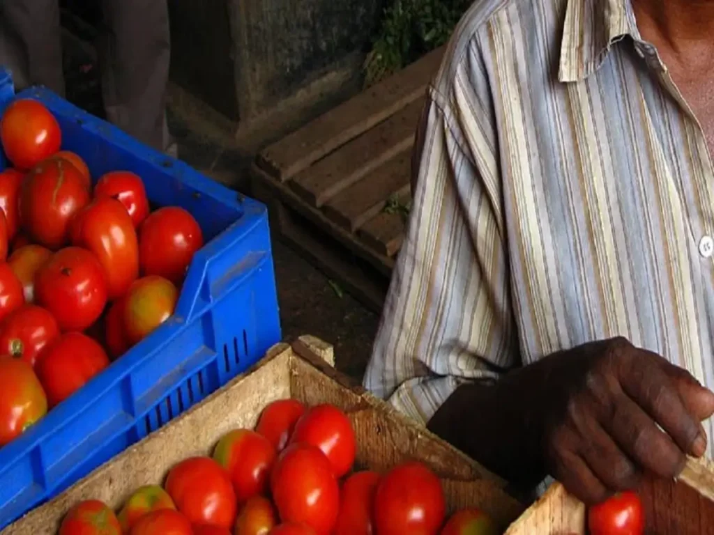 tomato