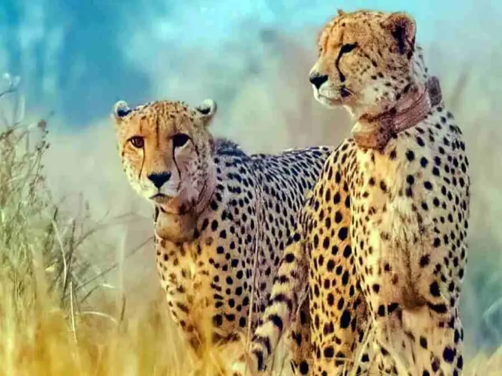 cheetah