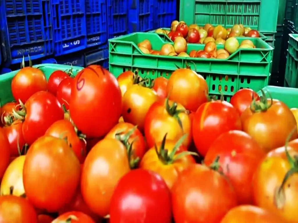 tomato