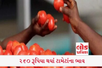 A Big Shock About Price Of Tomato #Lokpatrika