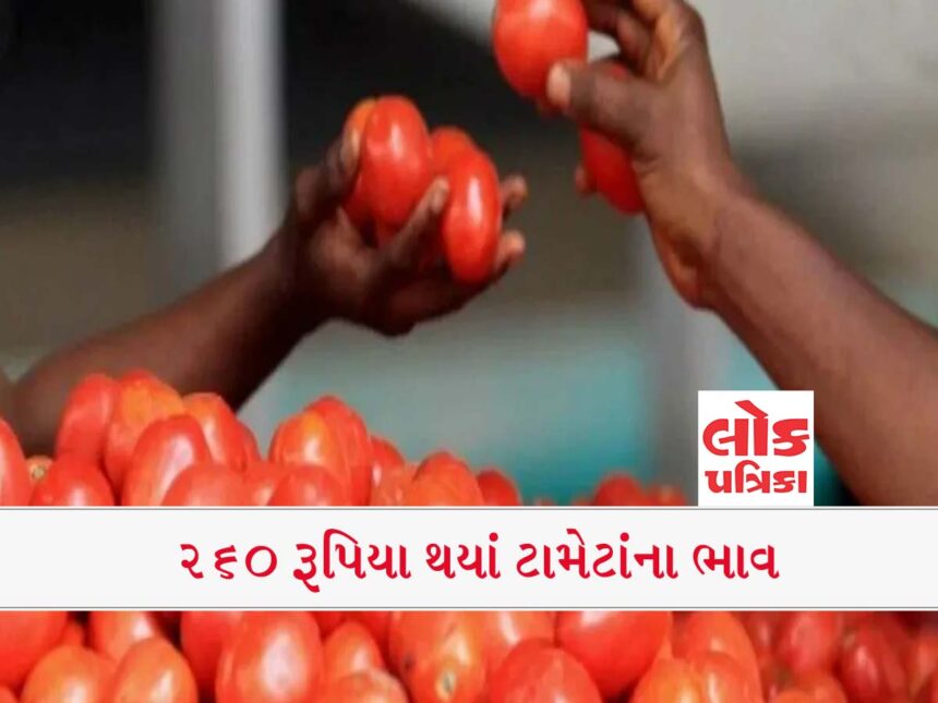 A Big Shock About Price Of Tomato #Lokpatrika