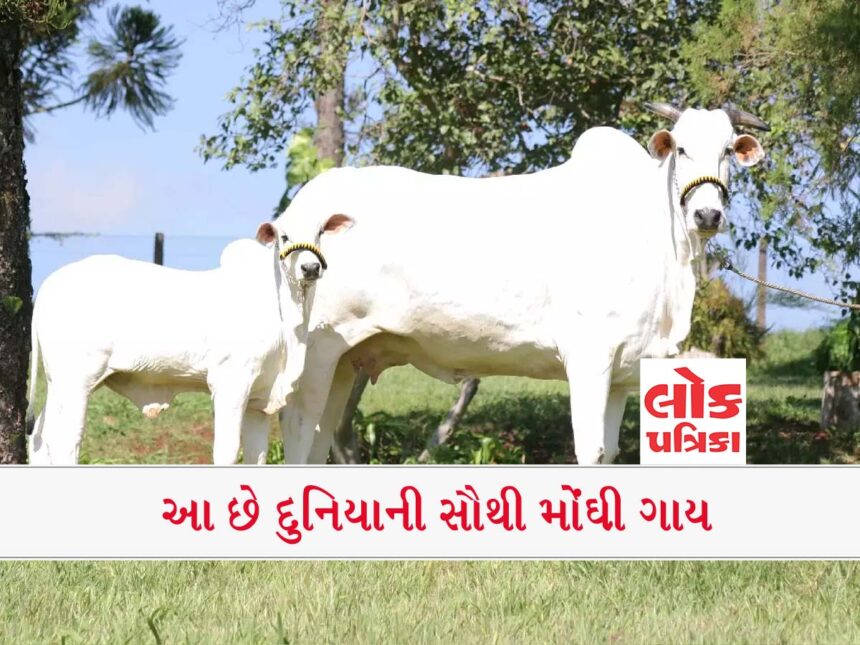 The Most Expensive Cow In the World.