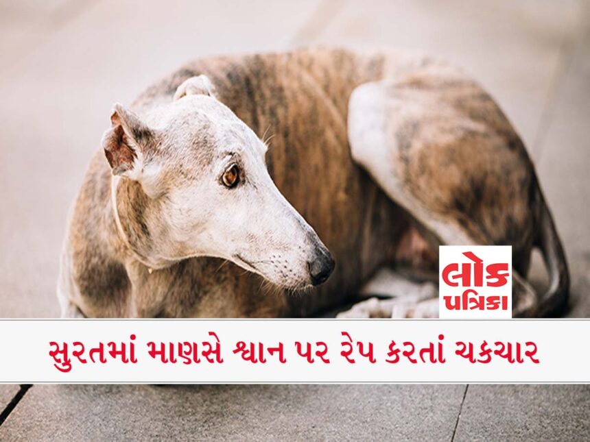 Bad News For Pet Animals And Street Dogs.. # Lokpatrika