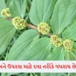 Health Tips: એક મહિના સુધી ભાત ન ખાવા પર શું થાય છે? જાણો તેના ફાયદા અને નુકસાન 3 - Lok Patrika Asthma plant તરીકે ઓળખાય છે આ છોડ, જાણો તેના ફાયદા