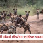 જ્યારે હું ભારત છોડીને જઈશ, ત્યારે મને ગરબાની ખૂબ યાદ આવશે..." વિદેશી મહિલા ભાવુક થઈ ગઈ 6 - Lok Patrika માદા સાથીની શોધમાં 4000 કિલોમીટરનો પ્રવાસ કરે છે આ જંગલી કૂતરા, સંશોધનમાં થયો ચોંકાવનારો ખુલાસો