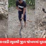 Viral Video: કોબ્રાને ગળેથી પકડ્યો… અને પછી જે થયું તે જોવા જેવું