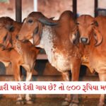 BSNLનો 365 દિવસનો જોરદાર પ્લાન: પુરા 1 લાખનું રૂપિયાનું મફત અકસ્માત વીમા કવચ મળશે 4 - Lok Patrika દેશી ગાયોનું પાલન કરતા ખેડૂતોને મોટો લાભ! દર મહિને સરકાર આપશે 900 રૂપિયા